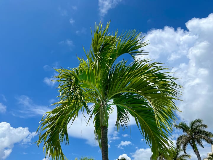 Palm Tree in the foreground with a bright blue sky with large clouds in the background.